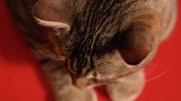 Cabeza y orejas de un gato gris sentado en el suelo rojo — Vídeo de stock