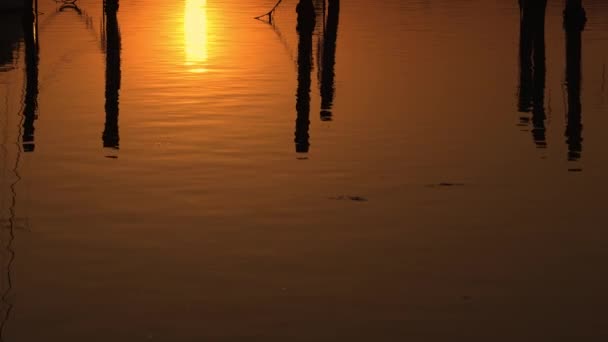 黎明时分木柱在水中的倒影 — 图库视频影像