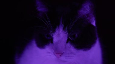 Hızlı renk değiştiren bir kedinin ağzı