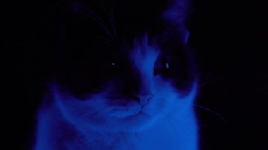 Kedi renkli ışıktan korkar.