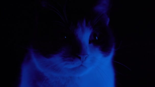 Kočka dostane strach osvětlené barevným světlem — Stock video