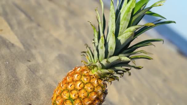 Gustoso ananas sulla sabbia illuminata della spiaggia — Video Stock