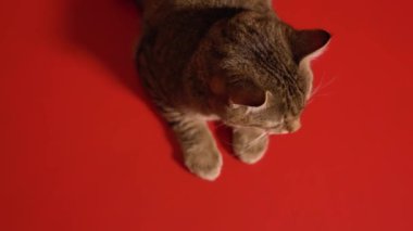 Genç gri kedi kırmızı arka planda yatıyor