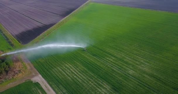 En vattenstråle sprutas på det gröna fältet — Stockvideo