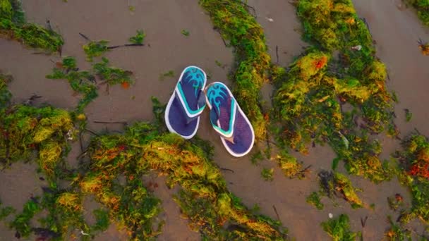 Flip flops på stranden bland gröna alger — Stockvideo