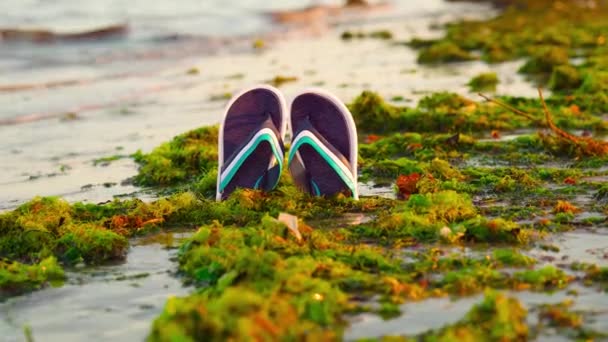 Green seaweed on the sea with flip flops in the middle — Stock Video