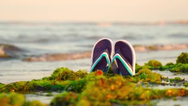 Green seaweed on the sea with flip flops in the middle — Stock Video