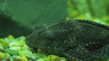 Akvaryumun dibinde koyu temizleyici balıklar var.