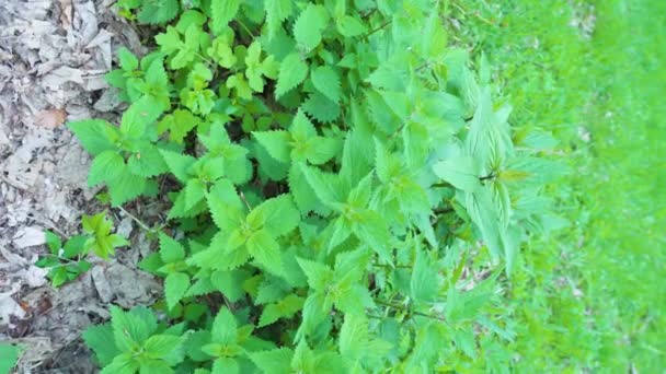 Green dioecious bush growing in the ground — Stock Video