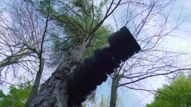 Ormandaki bir ağacın üzerinde araba lastikleri.