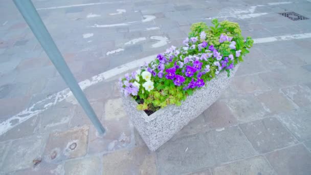 Färgglada blommor i mitten av vägen — Stockvideo
