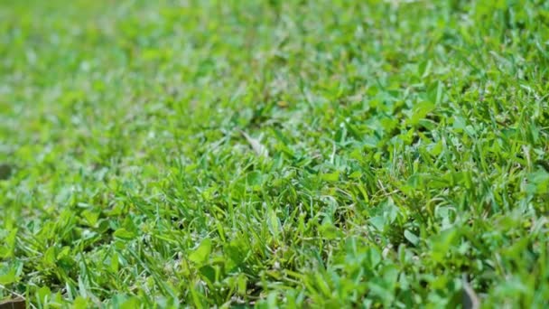 Groen grasgras gemaaid in de zon — Stockvideo