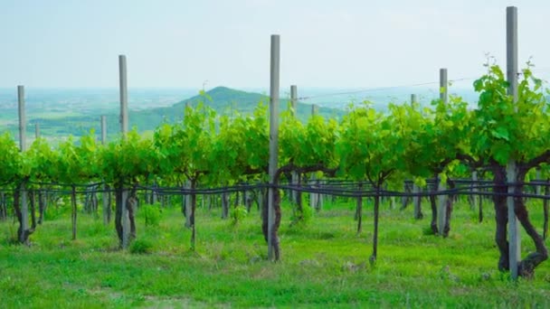 Viñedos verdes en las hermosas colinas italianas — Vídeos de Stock