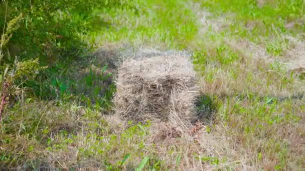 Pequeña paca de heno en la hierba verde — Vídeos de Stock