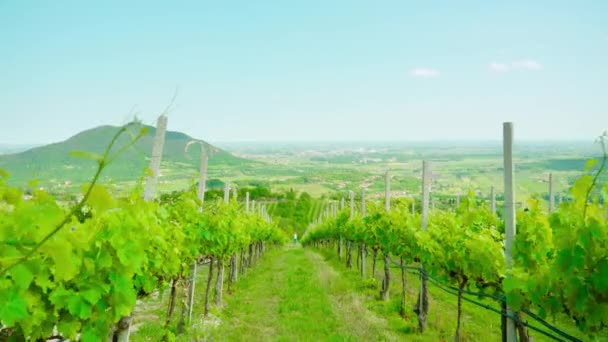Uvas verdes nas colinas venezianas — Vídeo de Stock