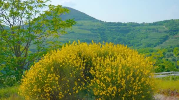 Colza amarela crescer entre as colinas verdes — Vídeo de Stock