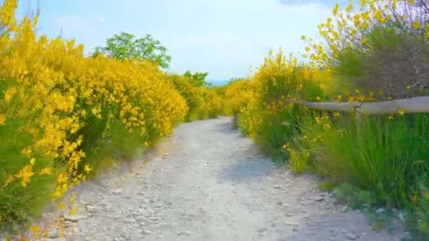 Caminho da terra entre as plantas de colza amarela — Vídeo de Stock