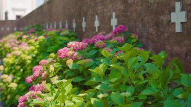 Mezarlığın önündeki renkli çiçekler.