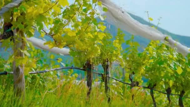 Grüne Traubenpflanze wächst vor den Hügeln — Stockvideo
