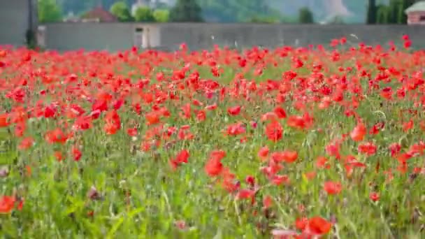 Beaux coquelicots rouges sur le champ cultivé — Video