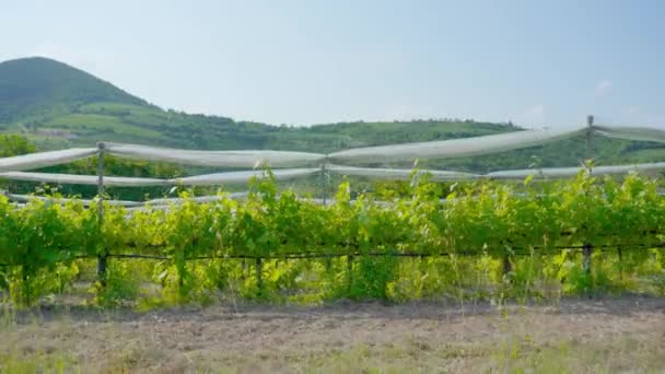 Italian green vineyards in the hills — Stock Video