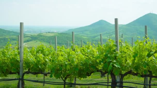 Zielona winnica na pięknych wiosennych wzgórzach — Wideo stockowe