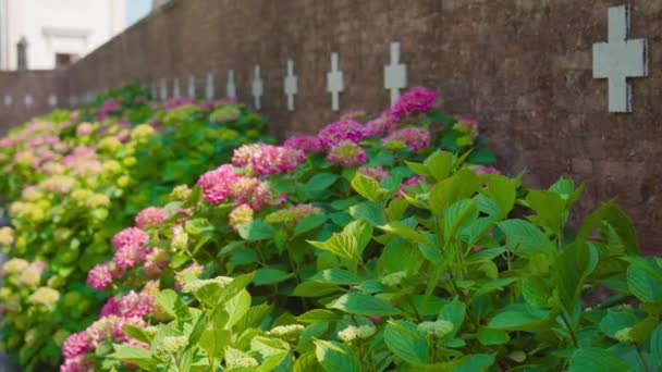 Fleurs colorées devant le mur du cimetière — Video