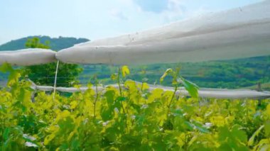 Yeşil tepelerdeki üzüm bağlarının yetiştirilmesi