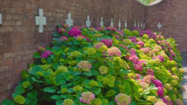 Mur de briques du cimetière avec des fleurs colorées devant — Video