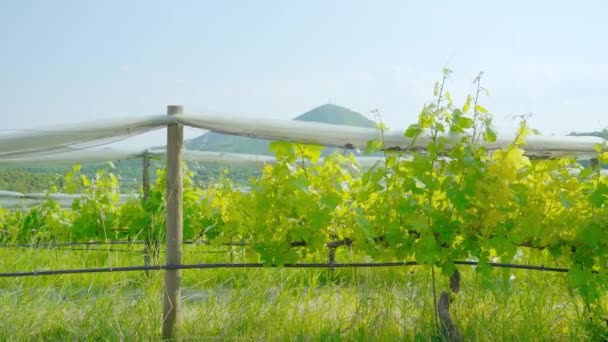 Piante di uva verde di fronte alle splendide colline — Video Stock
