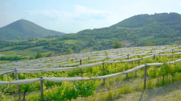 Grüne Hügel und Weinberge davor — Stockvideo