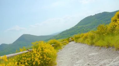 Yeşil tepeler ve kolza tohumu arasındaki toprak yol