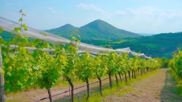 Vignobles sur les vertes collines italiennes — Video