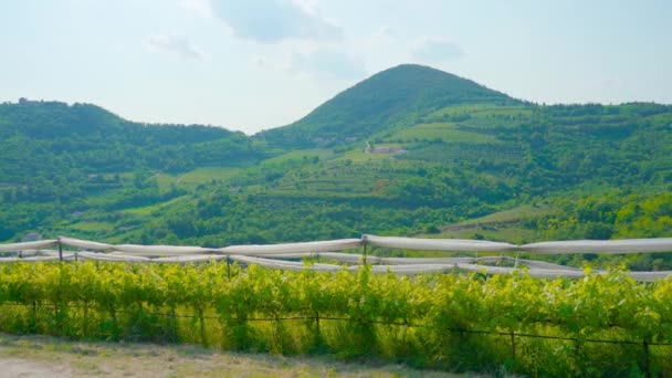 Vinodlingar växer på de gröna kullarna — Stockvideo