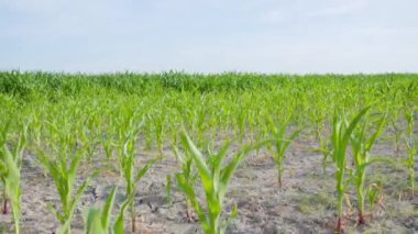 Kırsal alanda mısır yetişiyor.