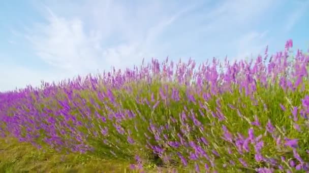 A levendula zöld fű és kék ég között nő. — Stock videók