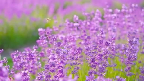 Schöner Lavendel aus nächster Nähe in der Sonne — Stockvideo