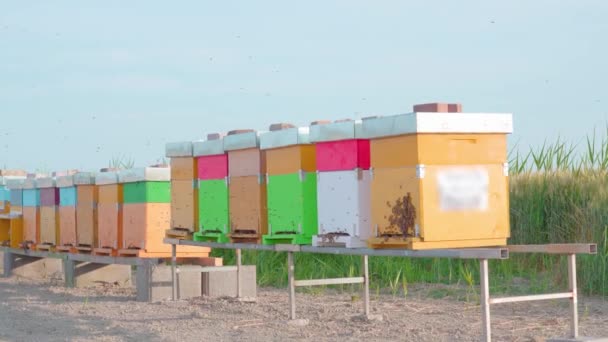 Aveari colorati con colonia di api domestiche — Video Stock