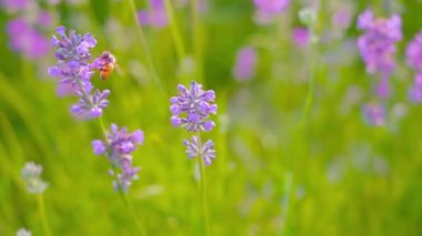 Mor lavanta yapraklı arı