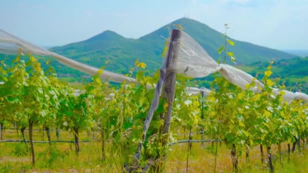 Anbau von Trauben unter den Hügeln — Stockvideo