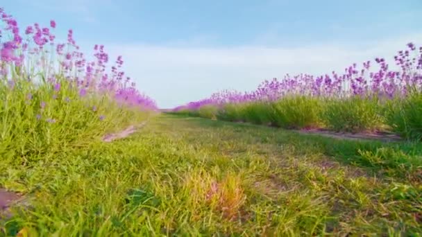 Lavendelodling på jordbruksmark — Stockvideo