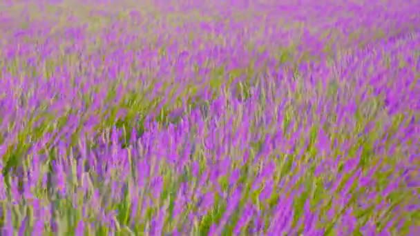 Scorrere su fiori viola lavanda — Video Stock