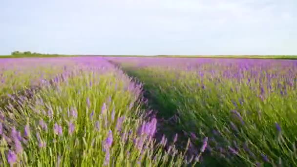 Coltivato campo di lavanda tra erba verde — Video Stock