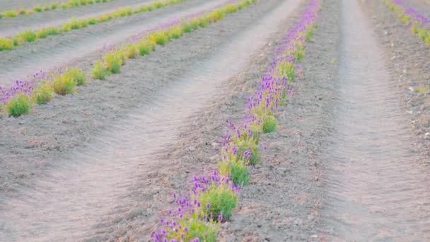 Pequenos arbustos de lavanda florescendo no chão — Vídeo de Stock