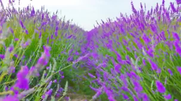 Avanzare lungo il campo della lavanda in fiore — Video Stock