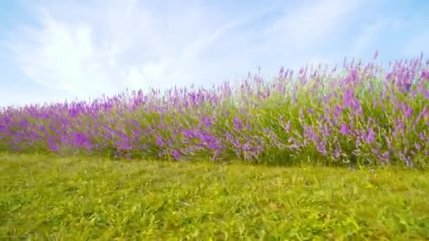 Fialové květy levandule mezi zelenou přírodou — Stock video