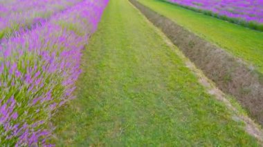 Lavanta yeşil çimenli bir çayırın yanında yetişir.