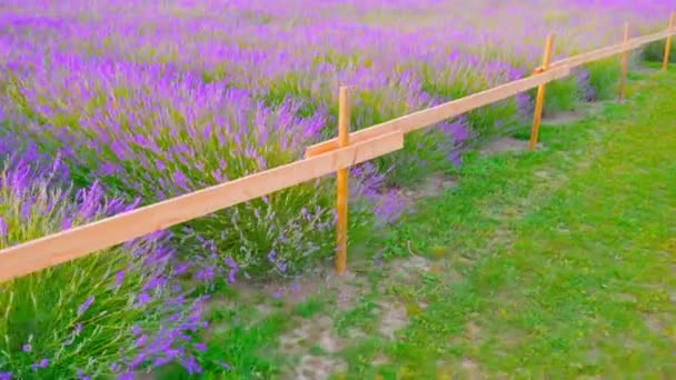 Campo di lavanda dietro la recensione di legno — Video Stock