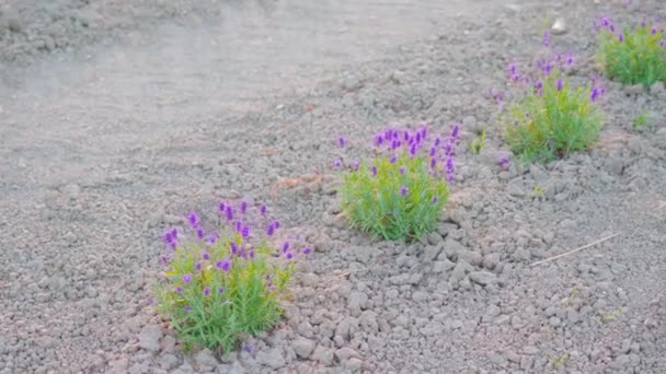 Pequenas flores de lavanda nas terras agrícolas — Vídeo de Stock