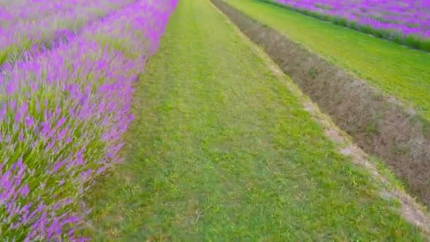 Lavanda cresce perto de um prado com grama verde — Vídeo de Stock